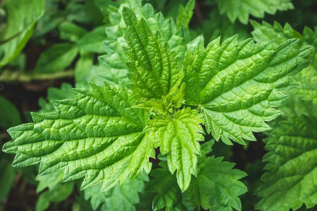 Domácí repelent proti mšicím: Jednoduchý trik s dvěma ingrediencemi